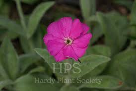 Attēlu rezultāti vaicājumam “Silene baccifera flower”