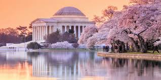 Image result for "cherry blossom" washington