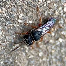 Attēlu rezultāti vaicājumam “Crabronidae”