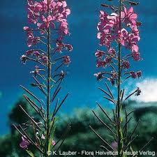 Attēlu rezultāti vaicājumam “Epilobium angustifolium fruit”