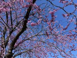 Attēlu rezultāti vaicājumam “Galega orientalis bud”