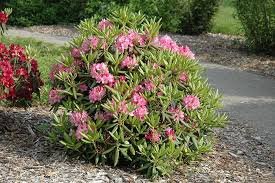Attēlu rezultāti vaicājumam “rhododendron”