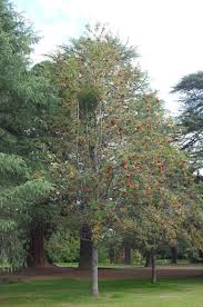 Attēlu rezultāti vaicājumam “Sorbus aucuparia”