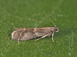 Attēlu rezultāti vaicājumam “Apomyelois bistriatella”