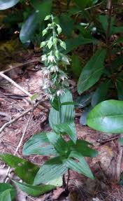 Attēlu rezultāti vaicājumam “Epipactis helleborine fruit”