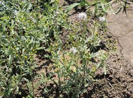 Attēlu rezultāti vaicājumam “Senecio vulgaris leaf”