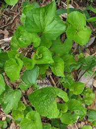 Attēlu rezultāti vaicājumam “Viola mirabilis leaf”