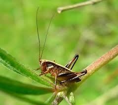 Attēlu rezultāti vaicājumam “Metrioptera brachyptera”