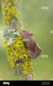 Attēlu rezultāti vaicājumam “Cosmia pyralina”