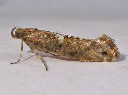 Attēlu rezultāti vaicājumam “Acrolepiopsis assectella”