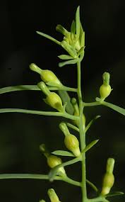 Attēlu rezultāti vaicājumam “Thesium alpinum leaf”