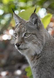 Image result for Lancashire Lynx