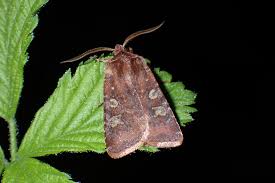 Attēlu rezultāti vaicājumam “Cerastis leucographa”