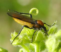Attēlu rezultāti vaicājumam “Bibionidae female”