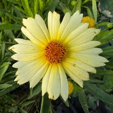 Image result for Coreopsis