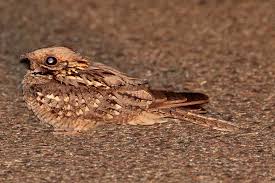 Image result for Caprimulgus ruficollis