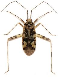 Attēlu rezultāti vaicājumam “Phytocoris tiliae”