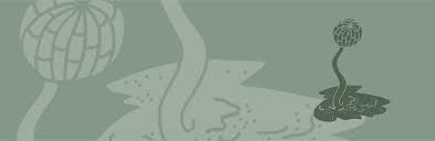 Attēlu rezultāti vaicājumam “Diderma testaceum sessile”