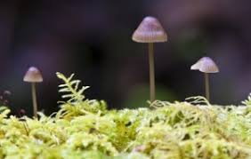 Attēlu rezultāti vaicājumam “Mycena stipata”
