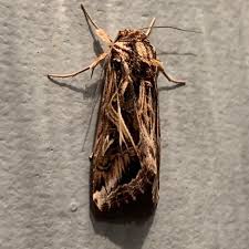 Attēlu rezultāti vaicājumam “Comatricha pulchella stalked”