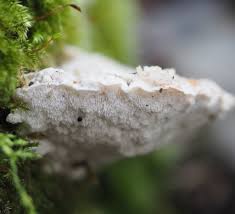 Attēlu rezultāti vaicājumam “Postia stiptica”