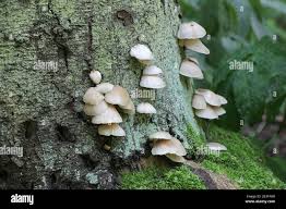 Attēlu rezultāti vaicājumam “Crepidotus applanatus”