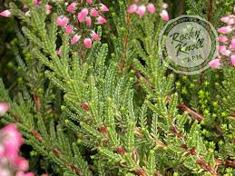 Attēlu rezultāti vaicājumam “Calluna vulgaris leaf”