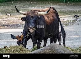 Attēlu rezultāti vaicājumam “Bos primigenius taurus”