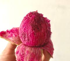 Attēlu rezultāti vaicājumam “Rosa subcanina fruit”