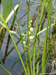 Attēlu rezultāti vaicājumam “Sparganium erectum aggr. leaf”