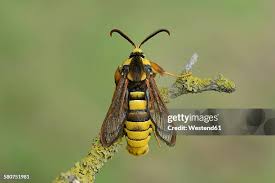 Attēlu rezultāti vaicājumam “Sesia apiformis”