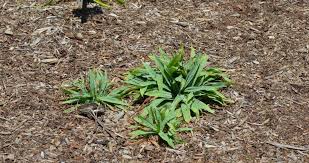 Attēlu rezultāti vaicājumam “Carex digitata leaf”