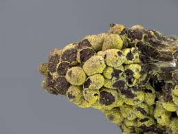 Attēlu rezultāti vaicājumam “Physarum murinum macro”