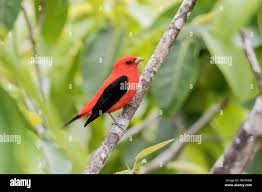 Image result for Piranga olivacea