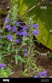 Image result for Dracocephalum moldavicum