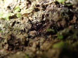 Attēlu rezultāti vaicājumam “Lachnum corticale”