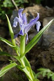 Attēlu rezultāti vaicājumam “Iris rosenbachiana flower”