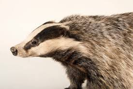 Attēlu rezultāti vaicājumam “Meles meles”