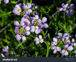 Attēlu rezultāti vaicājumam “Cakile maritima subsp. baltica flower”