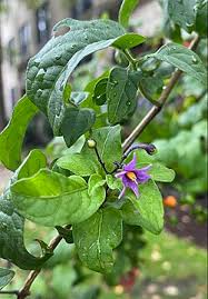 Attēlu rezultāti vaicājumam “Solanum dulcamara flower”