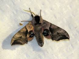 Attēlu rezultāti vaicājumam “Smerinthus ocellata”