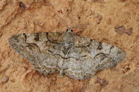 Attēlu rezultāti vaicājumam “Alcis repandata”