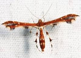 Attēlu rezultāti vaicājumam “Pterophoridae”