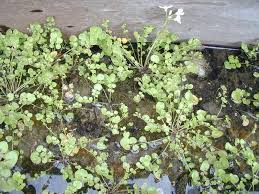Attēlu rezultāti vaicājumam “Cardamine pratensis leaf”