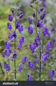 Image result for Eisenhut