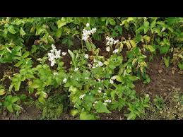 Attēlu rezultāti vaicājumam “Fagopyrum esculentum fruit”