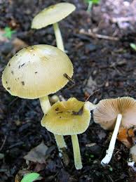 Attēlu rezultāti vaicājumam “Bolbitius vitellinus”