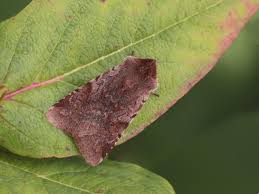 Attēlu rezultāti vaicājumam “Cerastis rubricosa”