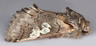 Attēlu rezultāti vaicājumam “Diloba caeruleocephala”