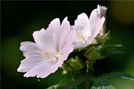 Attēlu rezultāti vaicājumam “Malva moschata flower”